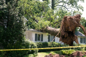 Emergency Tree Removal Services in Nampa - Call 208-565-2362 24/7