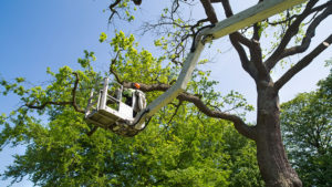 Tree Trimming Services in Nampa, Idaho - 208-565-2362