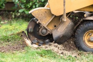 Stump Grinding and Stump Removal in Nampa - Nampa Stump Grinding
